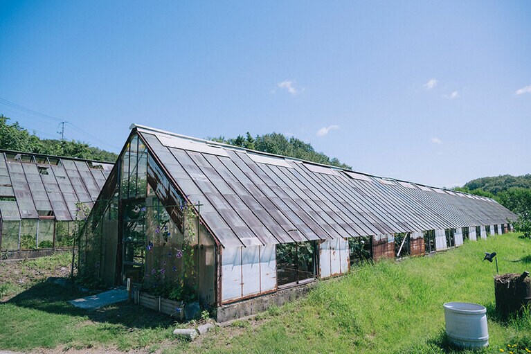 ビニールハウスの前身ともいえる昔ながらのガラス室で今でも栽培されている。