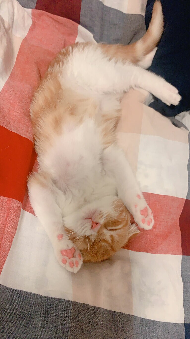 マサムネ ♂ 4歳。へそ天で寝るのが大好きです（purnamaさん）