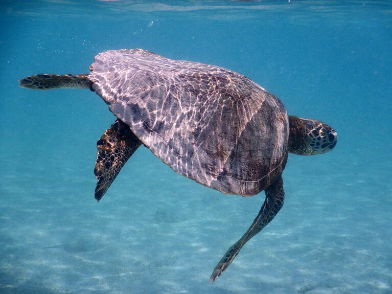 ピンクビーチ沖でスノーケリング中に海ガメに遭遇。