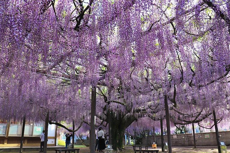 【鳥取県】住雲寺の藤棚。