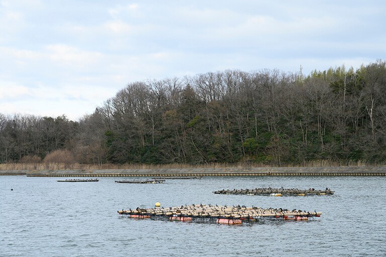 湖面上には牡蠣棚があちこちに浮かんでいます。