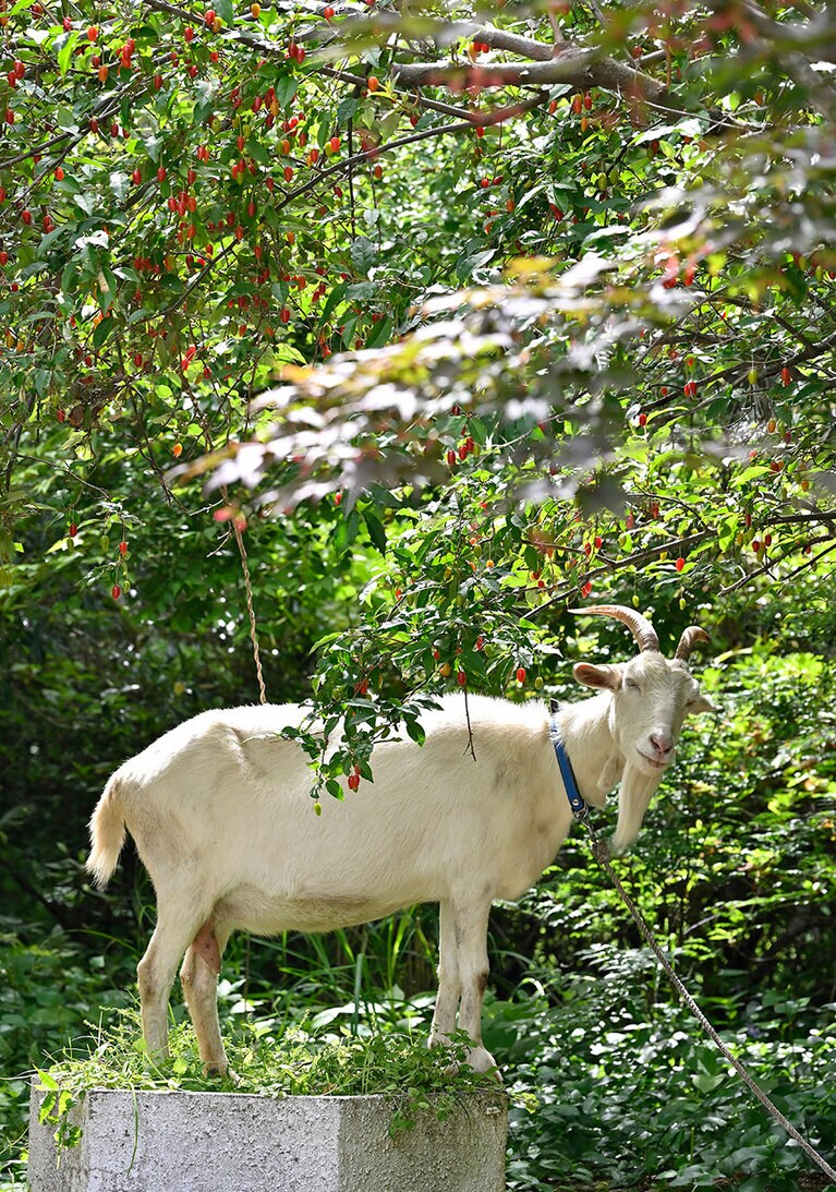 マカロン、マドレーヌという2頭の雌山羊がいる。フレッシュな山羊チーズは、子山羊への哺乳が終わる7月から提供。