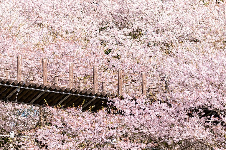 琴海中央公園「桜の吊り橋」。©#ナガサキタビブことぐらし