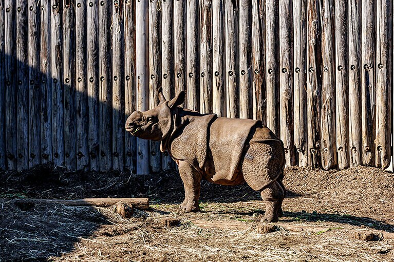元気な姿を見せてくれたデコポン。