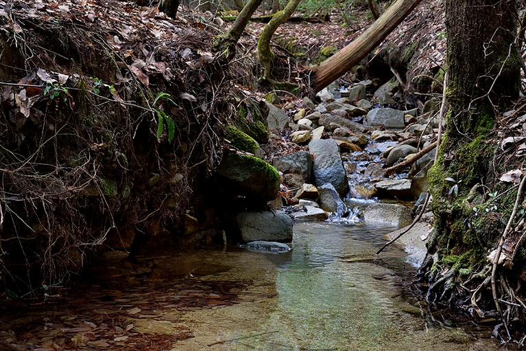 名水で知られる山の湧き水をそのままハウスに引き込み、贅沢に使用。