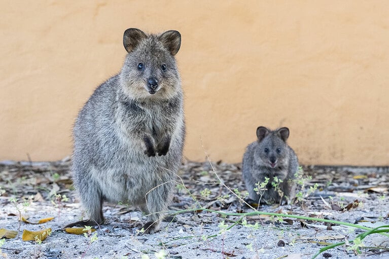 クオッカの親子。