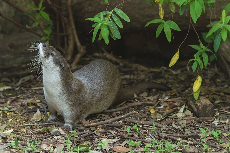 ユーラシアカワウソ。餌は魚、カエル、甲殻類など。愛くるしさと可愛らしさから日本でもブームとなりましたが、かつて良質な毛皮を狙った狩猟で生息数が激減し、現在も生存が危ぶまれています。ちなみに5月25日は「世界カワウソの日」。カワウソを守るための啓発活動が毎年各国で行われています。