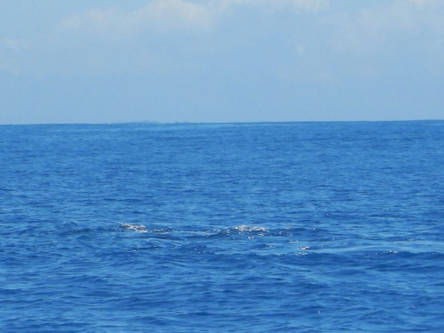 わかりづらいけれど、海面が平面になっているところを探すのが、クジラウォッチングのポイント。