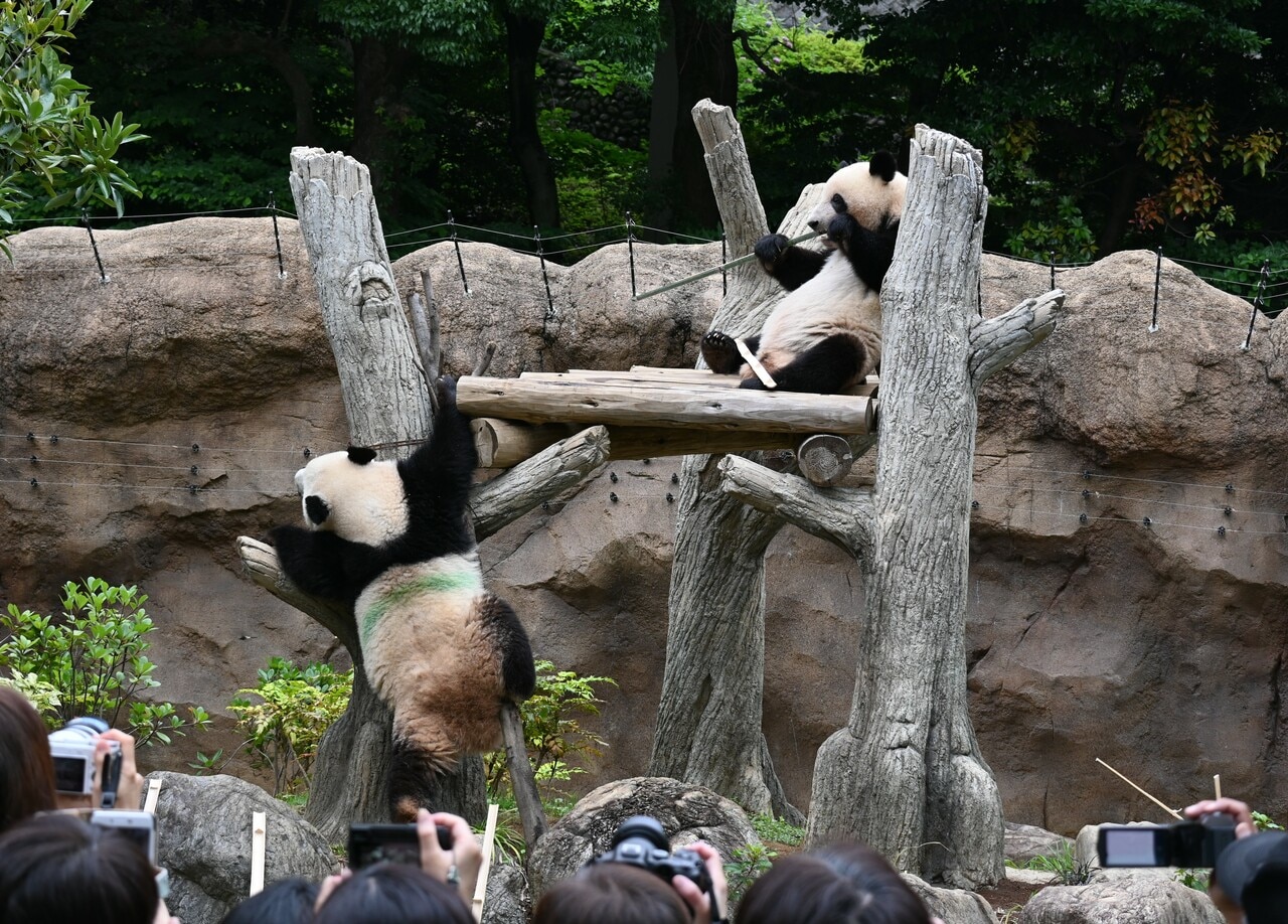 やぐらのシャオシャオ（左）とレイレイ（2023年6月23日、筆者撮影）