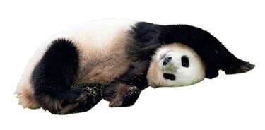 中国のスタッフも「シャンシャンはスター」、日本から会いに行く人も