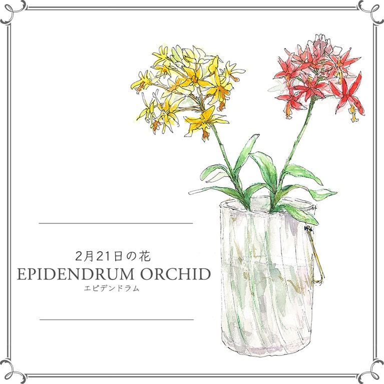 2月21日の花「エピデンドラム」