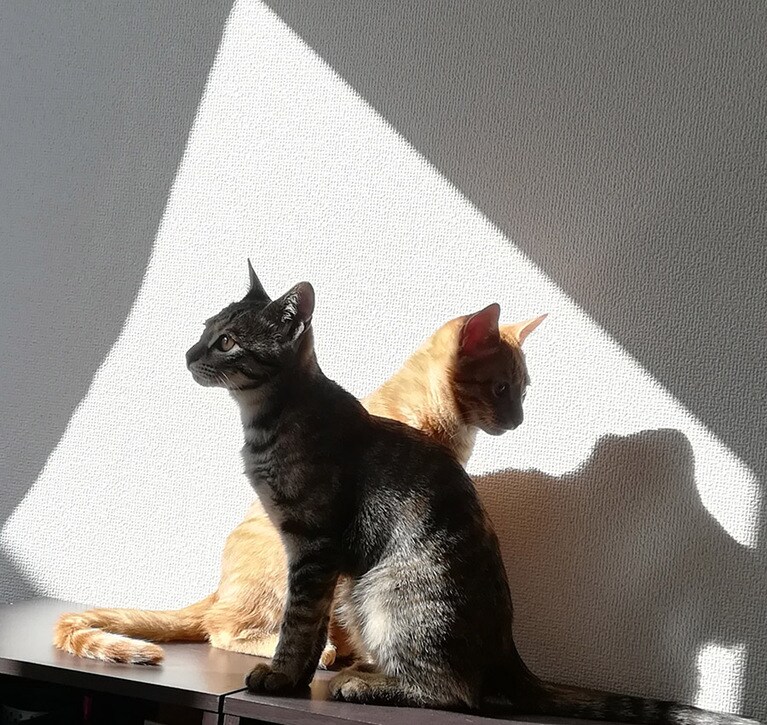 ルイ ♀ 0歳。あどけない幼さと品のある横顔。美少女ならぬ美少猫。