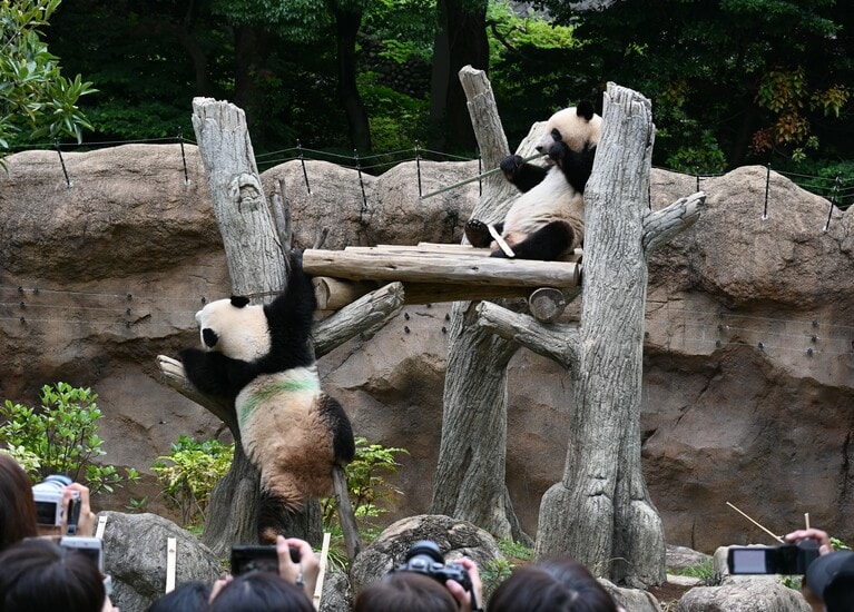 やぐらのシャオシャオ（左）とレイレイ（2023年6月23日、筆者撮影）