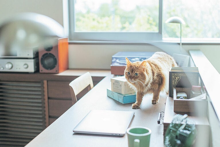 暖かな日差しが注ぐ窓辺は猫の特等席。