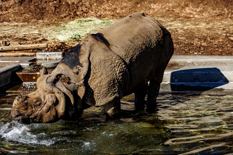 プールでは、迫力のある動きも見せてくれました。