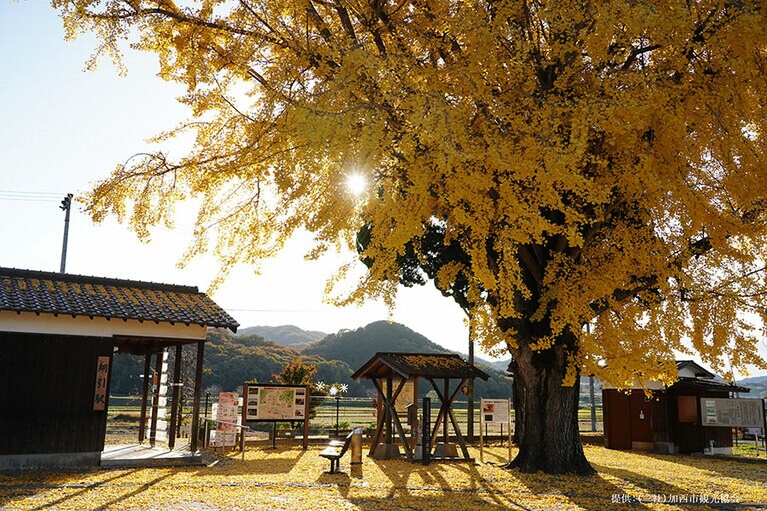 【兵庫県】網引駅の大イチョウ。提供：加西市観光協会