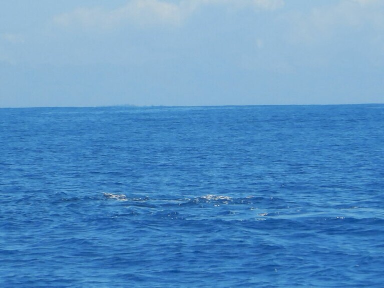 わかりづらいけれど、海面が平面になっているところを探すのが、クジラウォッチングのポイント。