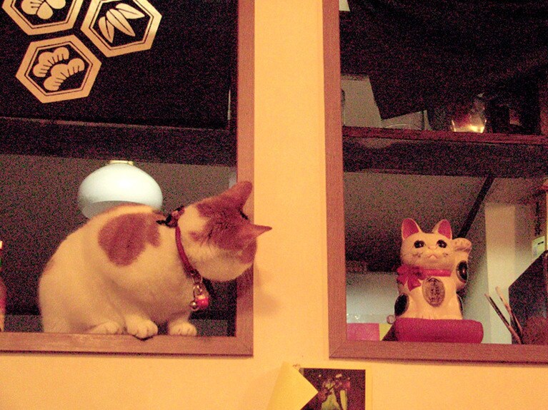 だいふく ♀ 12歳。思わず二度見したニャ