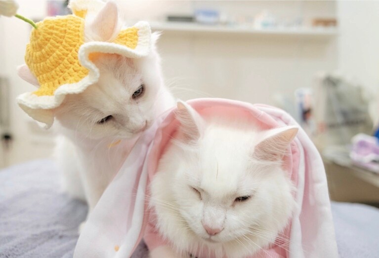 写真は『春夏秋冬猫ほぐし』より。