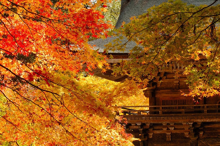 大矢田神社もみじ谷。