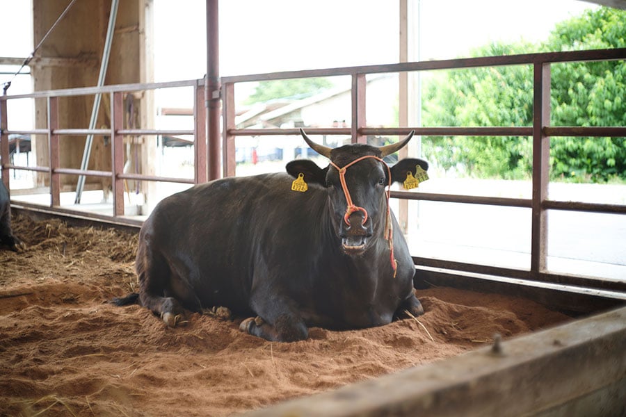 掃除が行き届いた牛舎で、牛たちはストレスなく育つ。