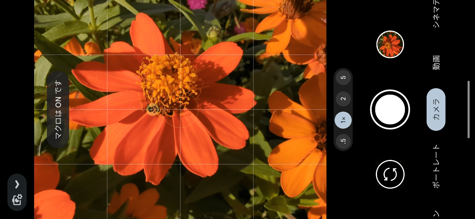 Pixel 7 Proでは自動的にマクロがオンになり、被写体にピントを合わせることができます