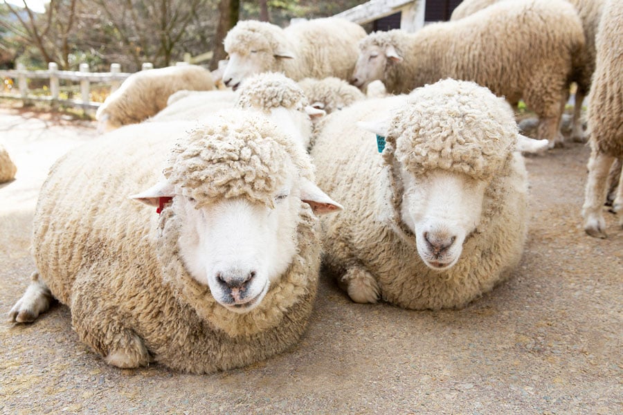 「六甲山牧場」の12月の羊たち。目が隠れるくらいもこもこ。