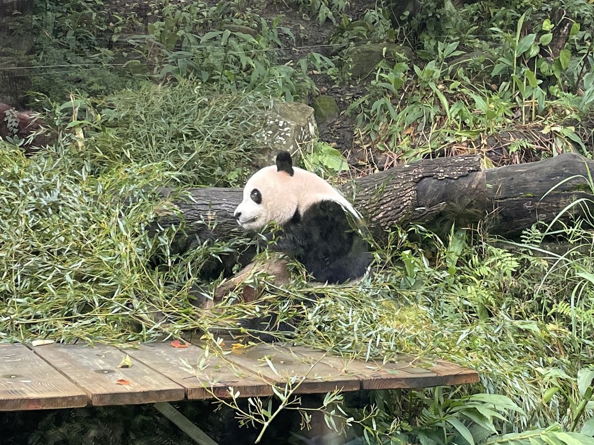 台湾でパンダ三昧！ 動物園からパンダグッズ、パンダグルメまで「台北パンダ旅」徹底ガイド | 台湾ぶらぶら食べ歩き