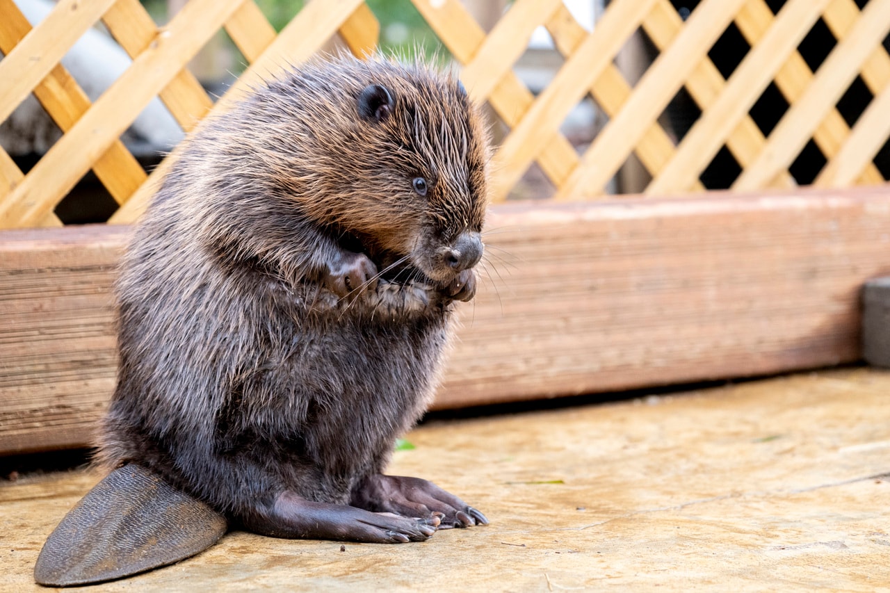 まるまるとした姿が愛らしい！ ねむ。