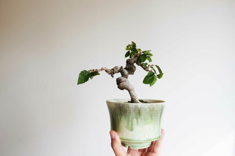 イワシデ（鉢：中園晋作）。