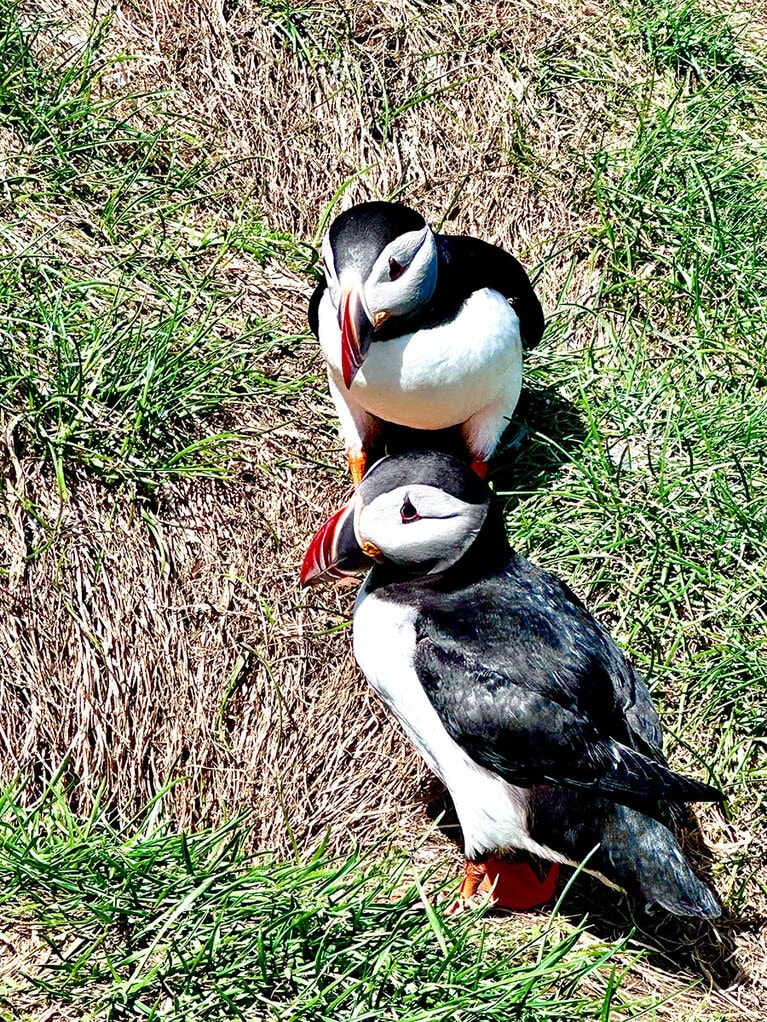 パフィンはラテン語で「小さな修道士」。