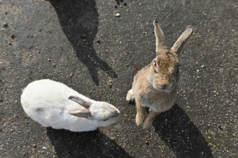 【大久野島】駆け寄ってきて、ひょこっと立ち上がる姿がたまらない！