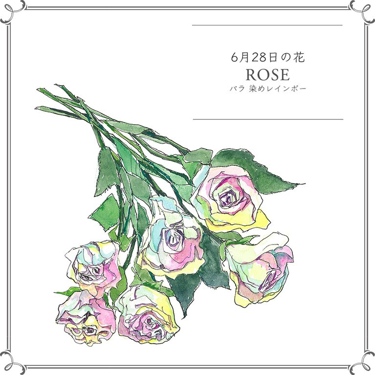 【6月28日の花】バラ「染めレインボー」
