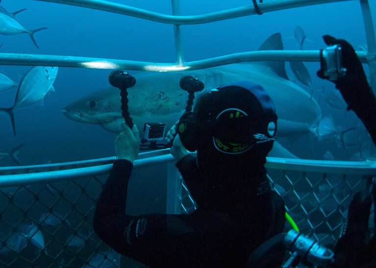 『ジョーズ』のテーマ曲が聞こえてきそうな、緊迫のシチュエーション。