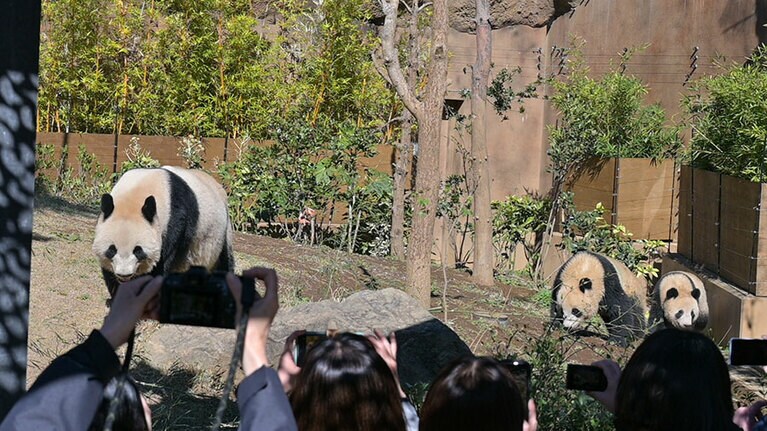 シンシンと双子のシャオシャオ・レイレイが一緒に過ごす最後の日となった2023年3月19日。このあと双子は親離れした。