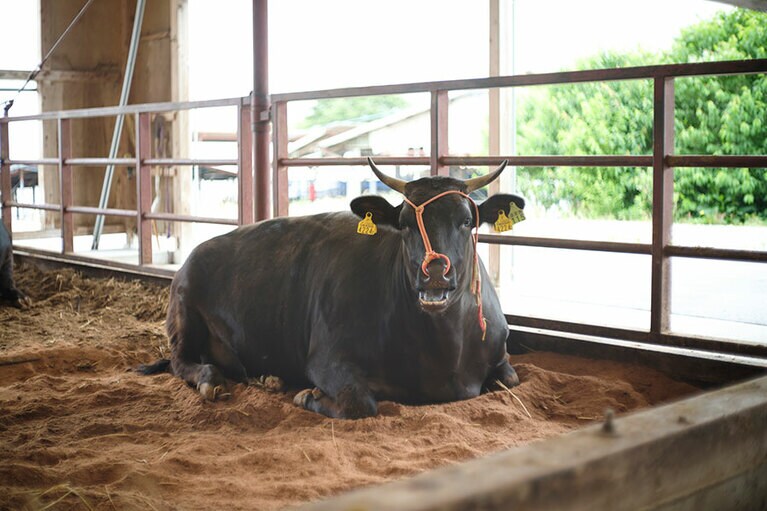 掃除が行き届いた牛舎で、牛たちはストレスなく育つ。