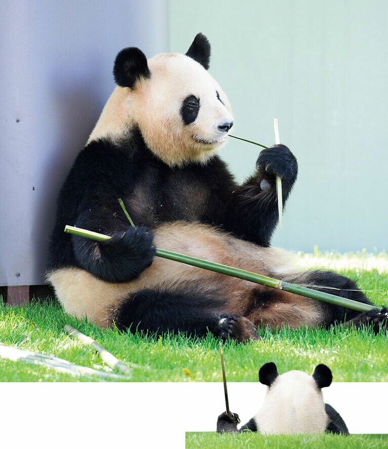 【良浜（らうひん）メス／23歳】