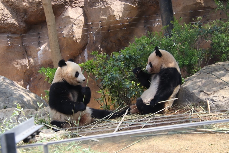 2024年4月14日撮影。双子が一緒に過ごす最後の日。右がレイレイ。