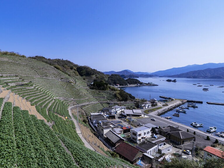 【愛媛県】遊子水荷浦の段畑。