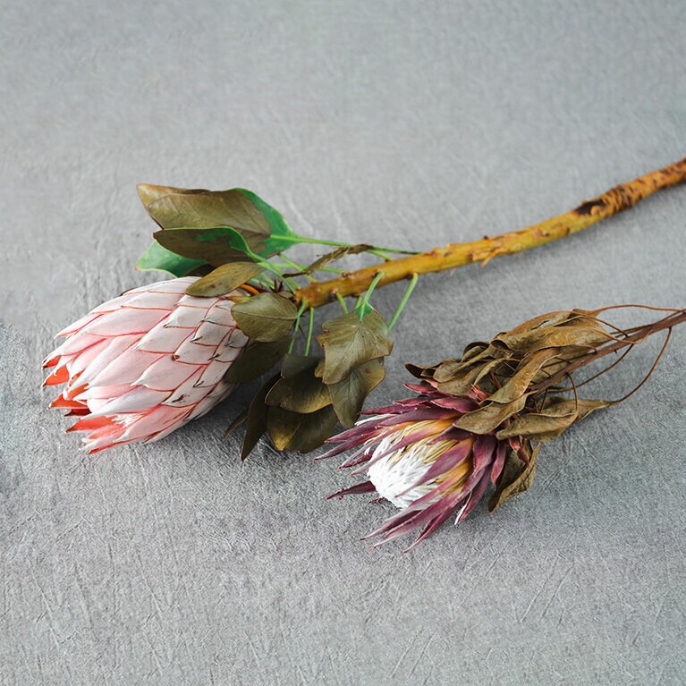 キングプロテア。写真上が生花、下がドライ。