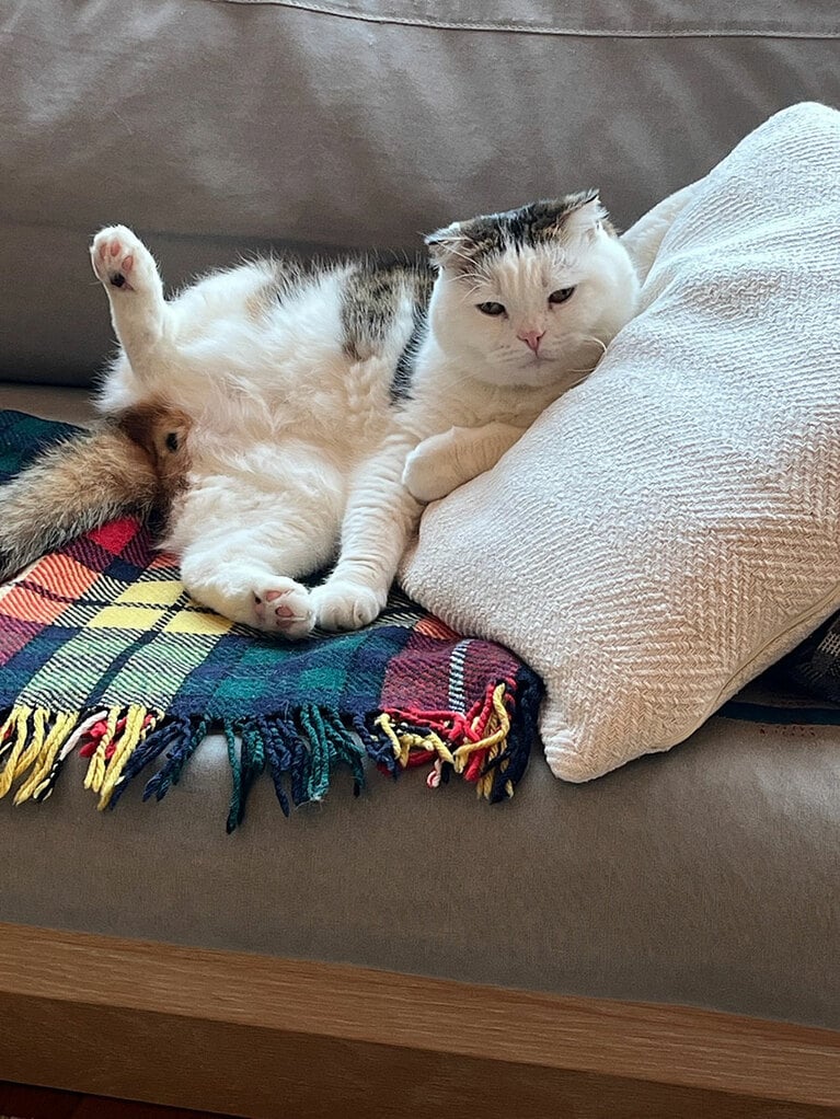 まる ♂ 9歳。ふと見ると足が上がってる率高いです（necodaさん）