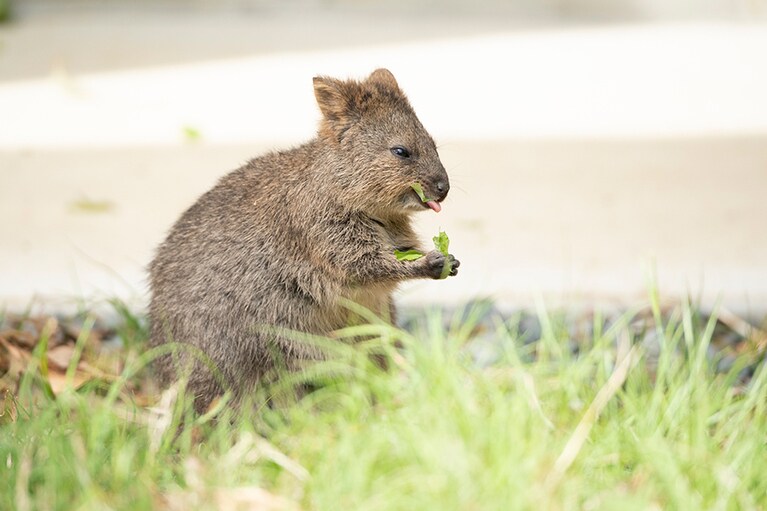 前足を使って上手に葉っぱを食べる姿もキュート。