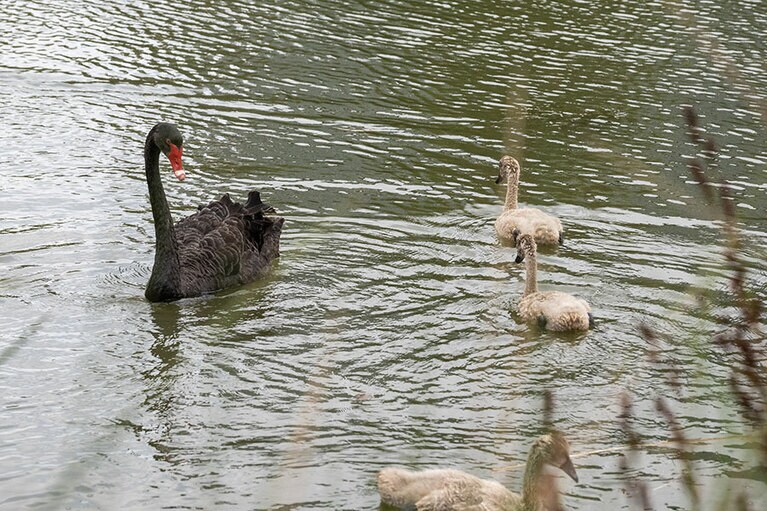 キングスパーク。