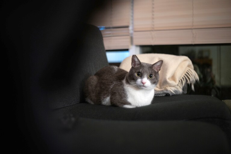 ぐり ♂ 推定9歳。いつもかわいい（sugitacoさん）