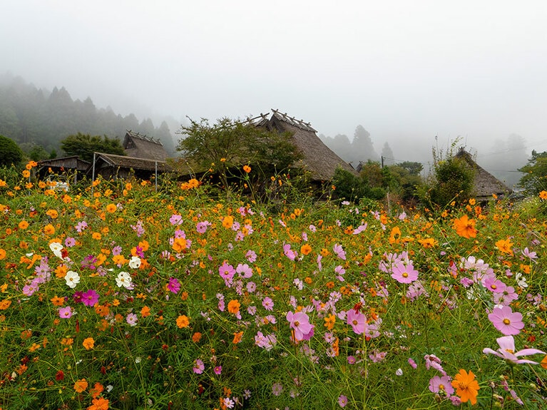 かやぶきの里のコスモス。