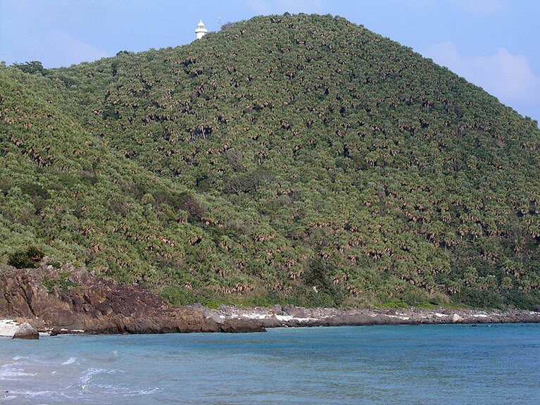 びっしりとクバが生えた「クバ山」