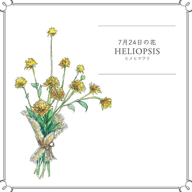 7月24日の花「ヒメヒマワリ」