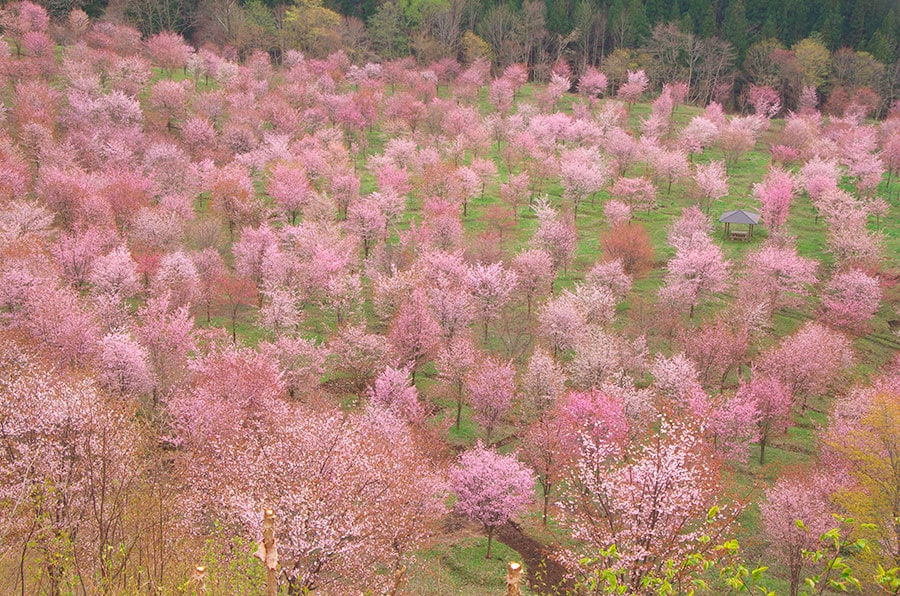 桜峠。