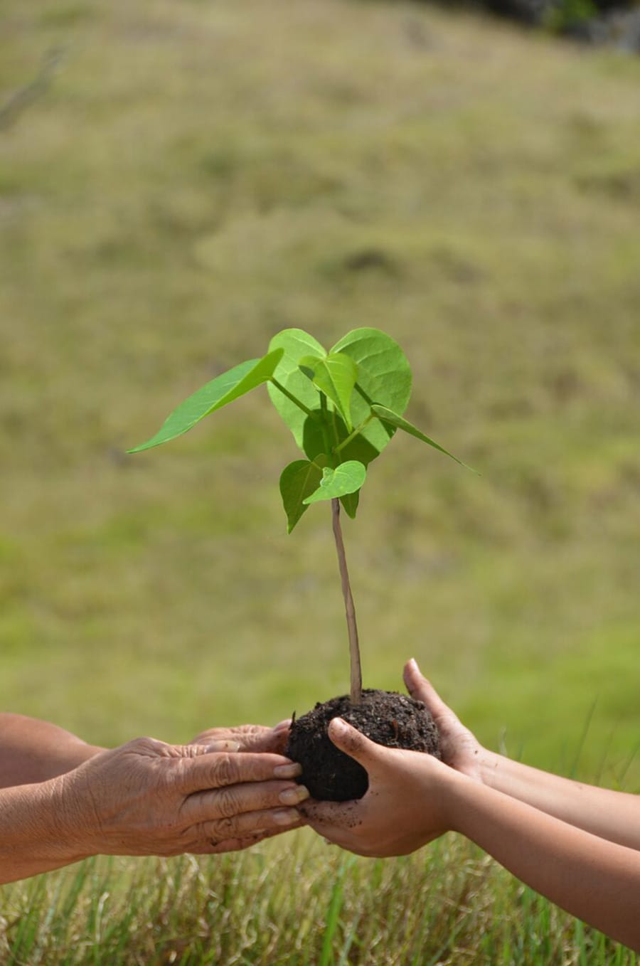 ハワイの稀有種、ミロの木を植えて美しい自然を次の世代につないでいく。