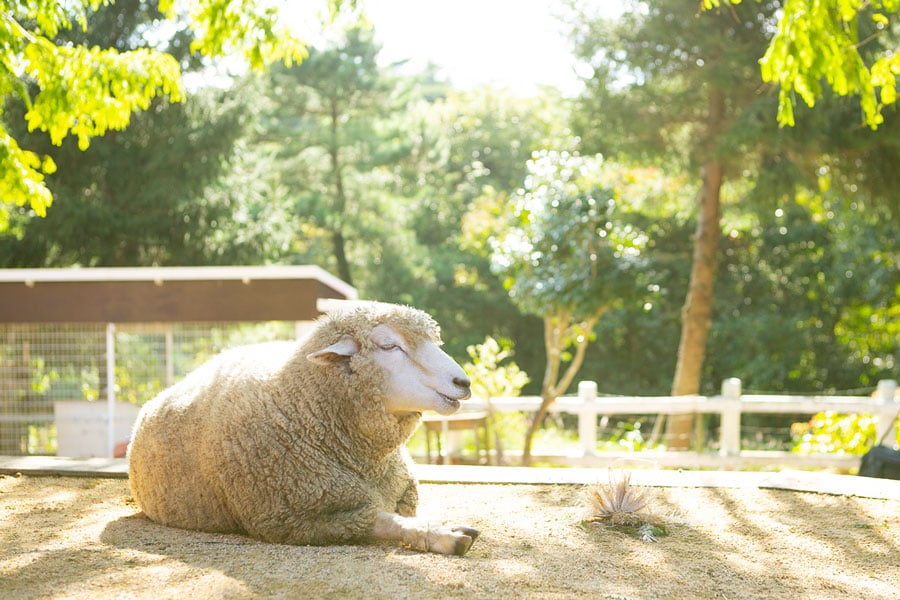 10月の「六甲山牧場」にて。秋の穏やかな陽射しを浴びて、まったりリラックス。